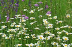 Blühwiese